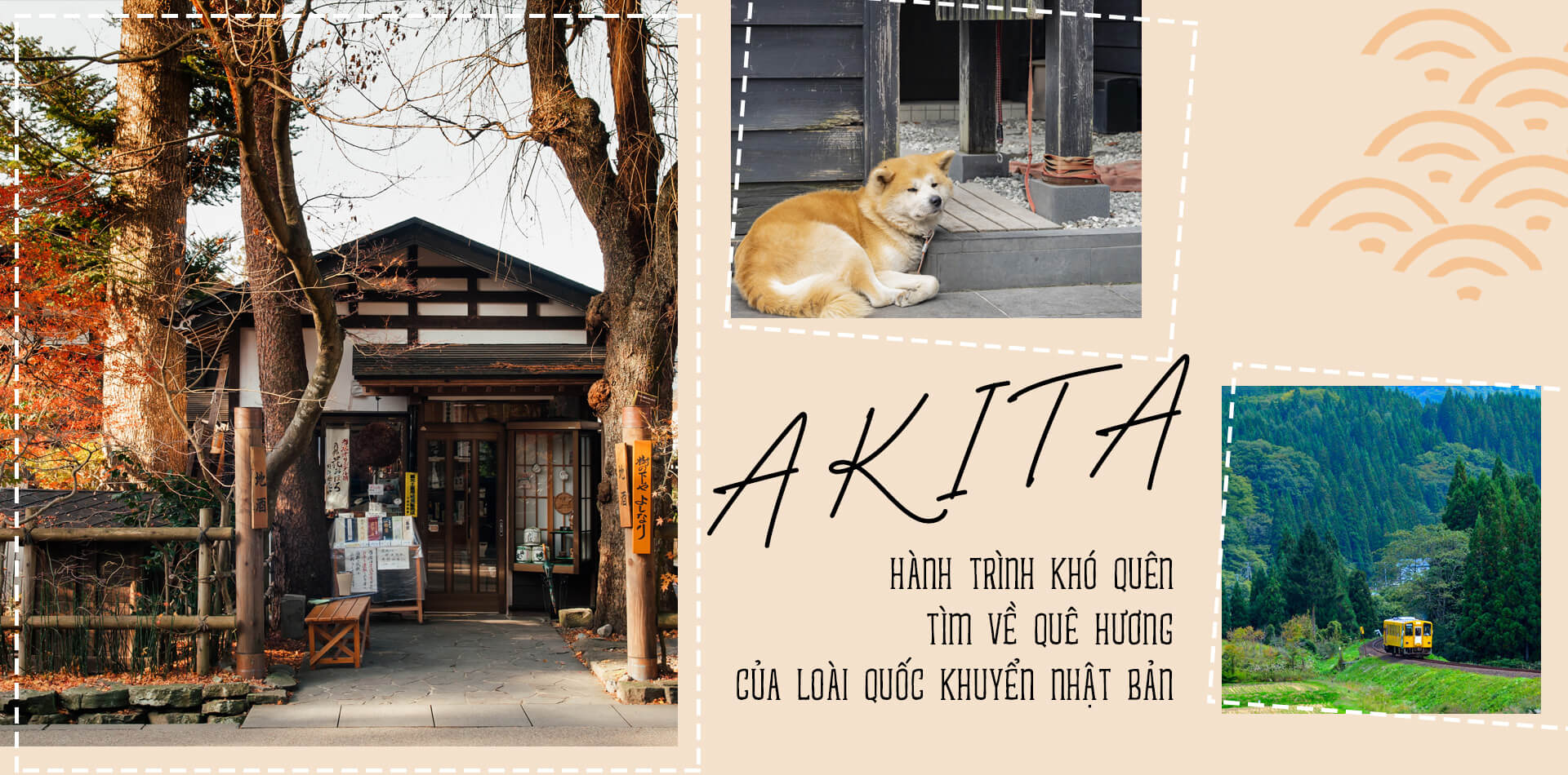 Akita - hành trình khó quên tìm về quê hương của loài quốc khuyển Nhật Bản